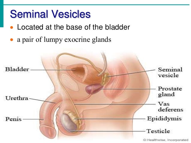 Seminal vesicle and mens sex drive
